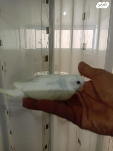 תמונת מודעה - חיות מחמד