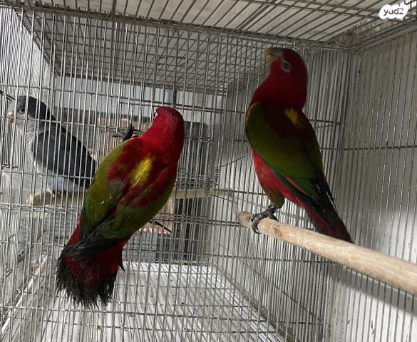 תמונת מודעה - חיות מחמד