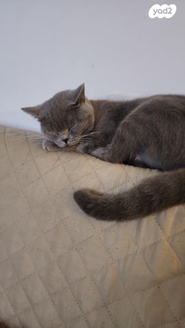 תמונת מודעה - חיות מחמד