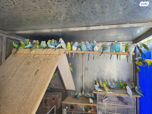 תמונת מודעה - חיות מחמד