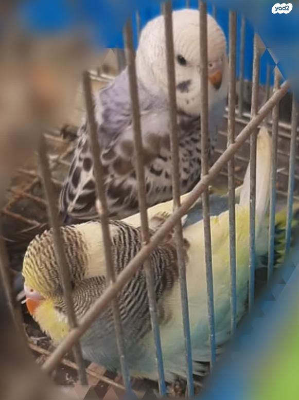 תמונת מודעה - חיות מחמד