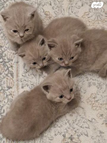 תמונת מודעה - חיות מחמד