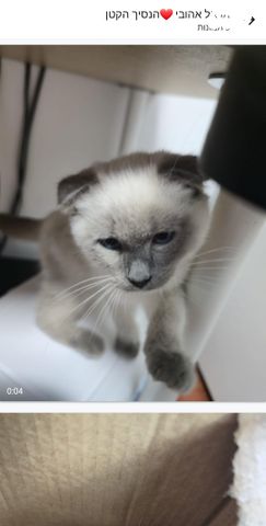 תמונת מודעה - חיות מחמד