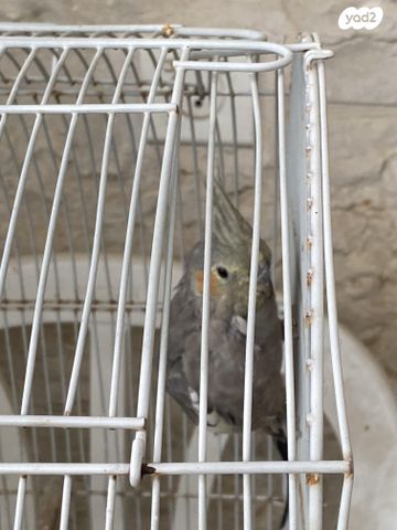 תמונת מודעה - חיות מחמד