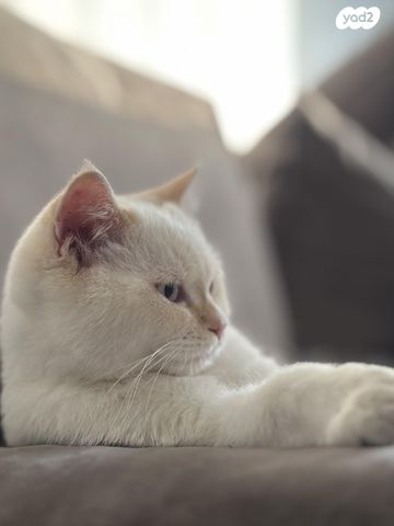 תמונת מודעה - חיות מחמד