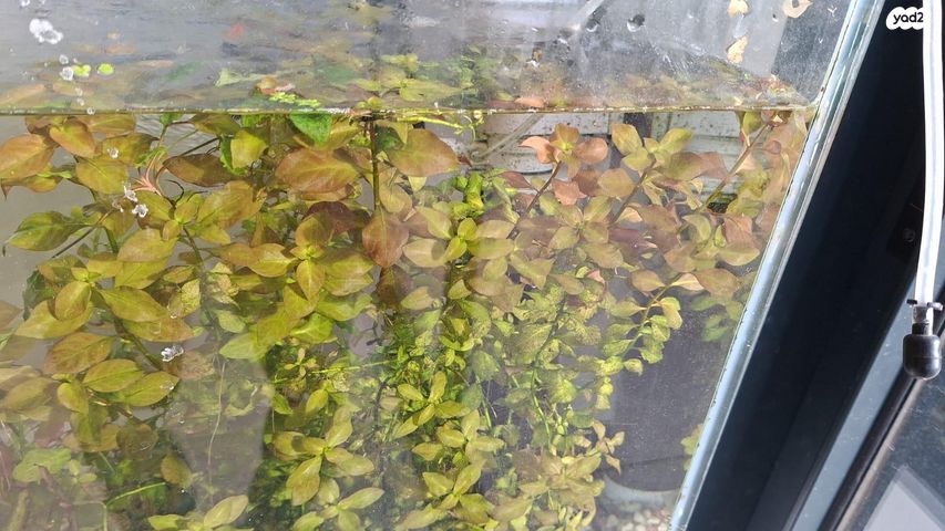 תמונת מודעה - חיות מחמד