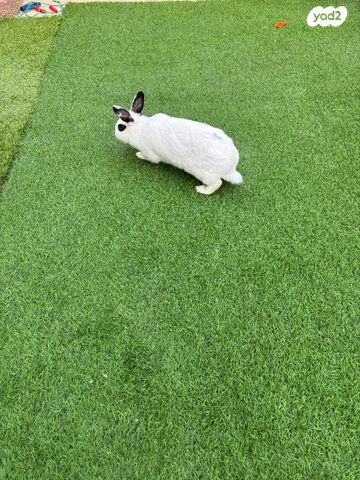 תמונת מודעה - חיות מחמד
