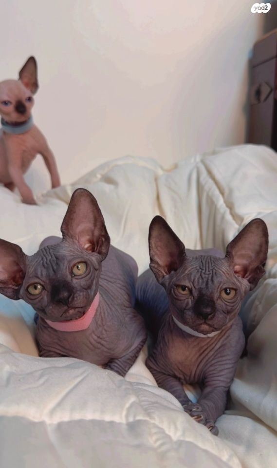 תמונת מודעה - חיות מחמד