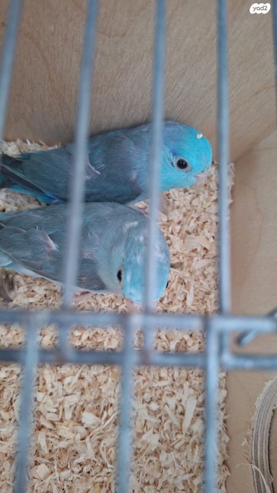 תמונת מודעה - חיות מחמד