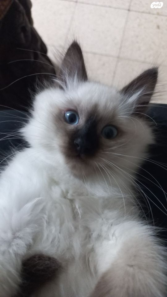 תמונת מודעה - חיות מחמד