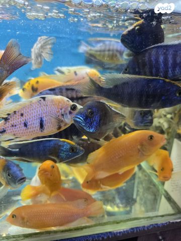 תמונת מודעה - חיות מחמד