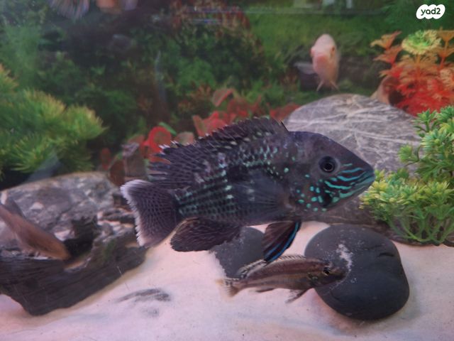 תמונת מודעה - חיות מחמד