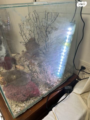 תמונת מודעה - חיות מחמד