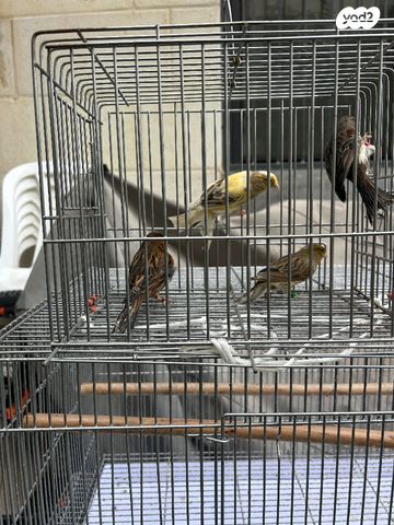 תמונת מודעה - חיות מחמד