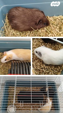 תמונת מודעה - חיות מחמד