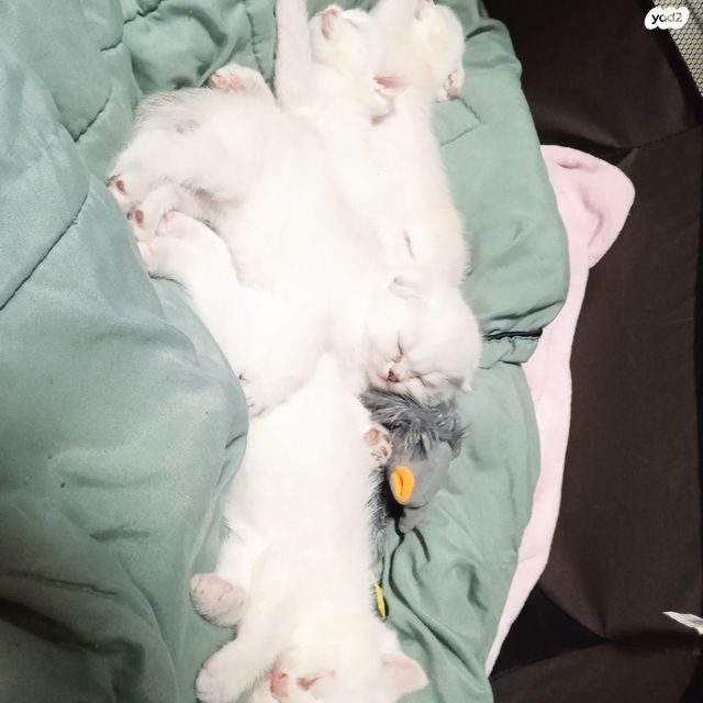 תמונת מודעה - חיות מחמד