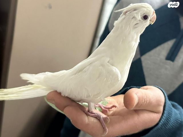 תמונת מודעה - חיות מחמד