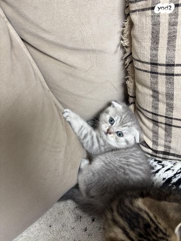 תמונת מודעה - חיות מחמד