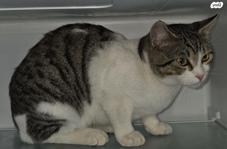 תמונת מודעה - חיות מחמד