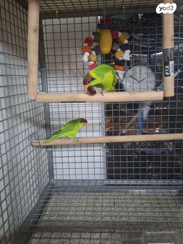 תמונת מודעה - חיות מחמד