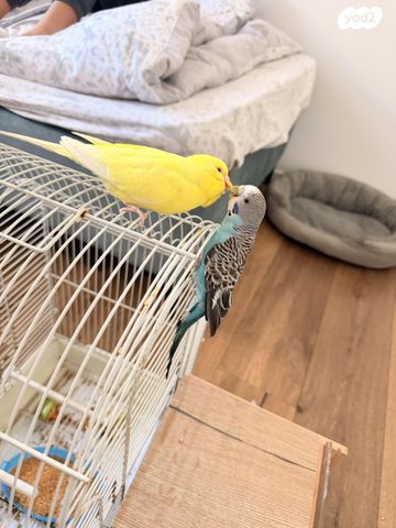 תמונת מודעה - חיות מחמד