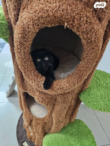 תמונת מודעה - חיות מחמד