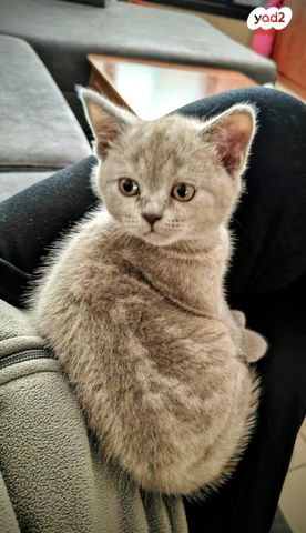 תמונת מודעה - חיות מחמד