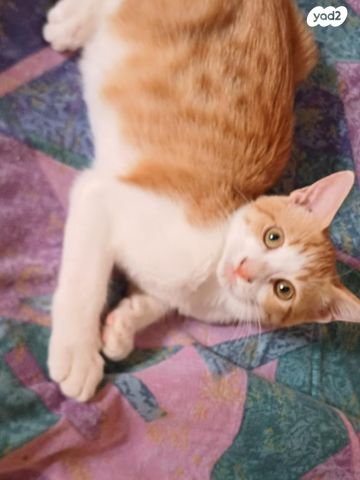 תמונת מודעה - חיות מחמד