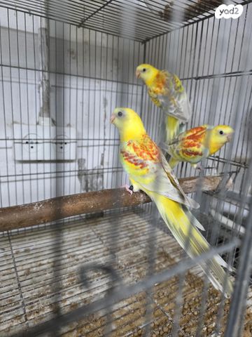 תמונת מודעה - חיות מחמד