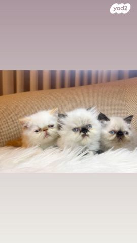 תמונת מודעה - חיות מחמד