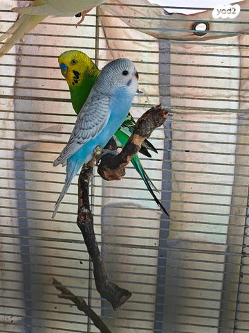 תמונת מודעה - חיות מחמד