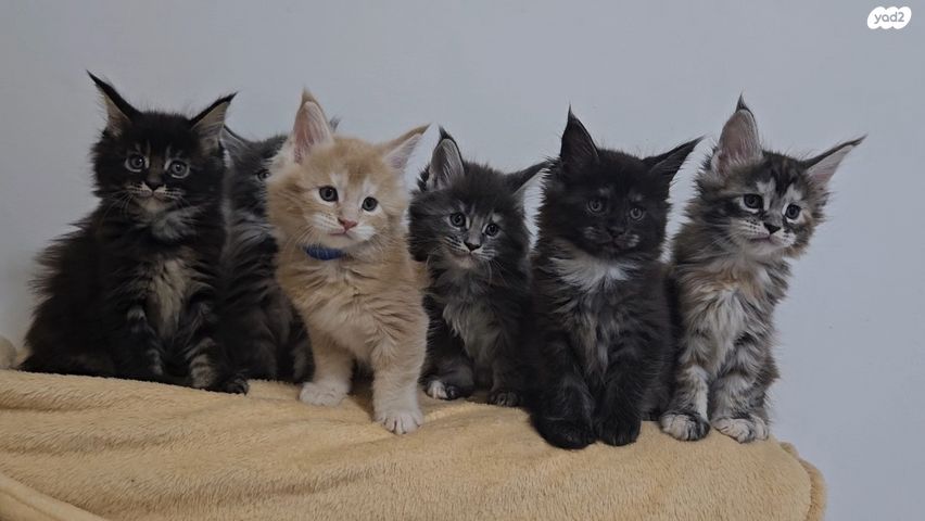 תמונת מודעה - חיות מחמד