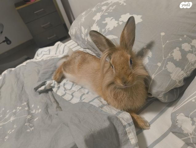 תמונת מודעה - חיות מחמד