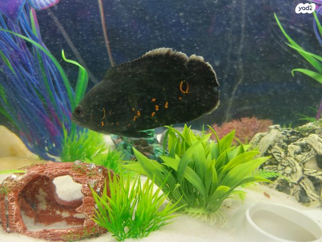 תמונת מודעה - חיות מחמד