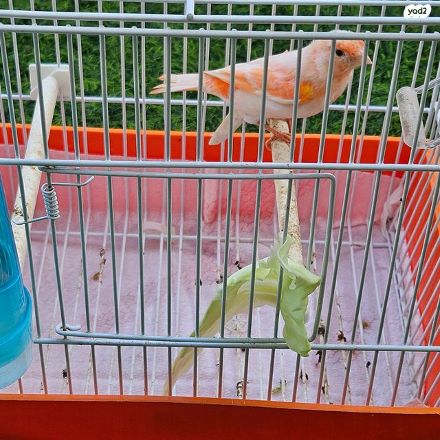 תמונת מודעה - חיות מחמד