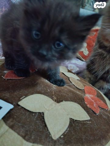 תמונת מודעה - חיות מחמד