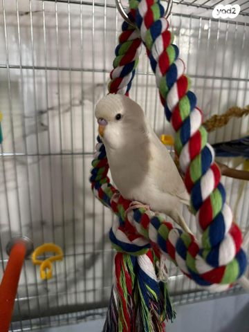 תמונת מודעה - חיות מחמד