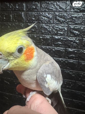 תמונת מודעה - חיות מחמד