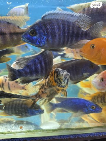 דג ציקלידים