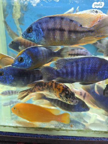 דג ציקלידים