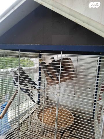 תוכי קוקוטייל