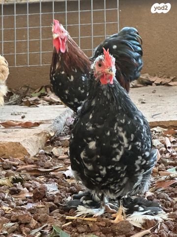 חיית משק פקין