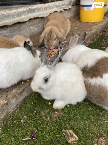 מכרסם ארנב \ שפן