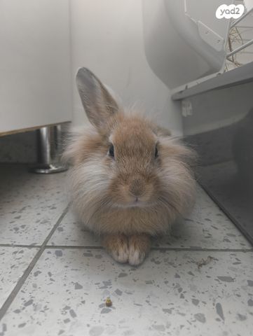 מכרסם ארנב ראש אריה