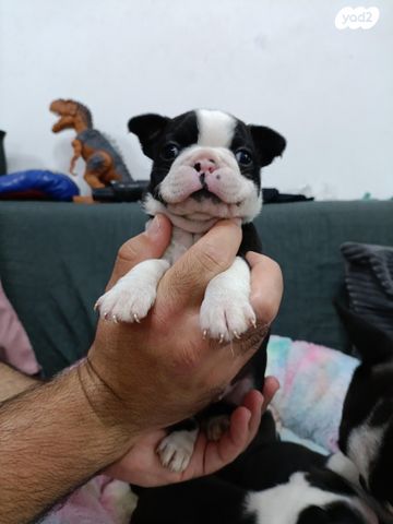 כלב בוסטון טרייר