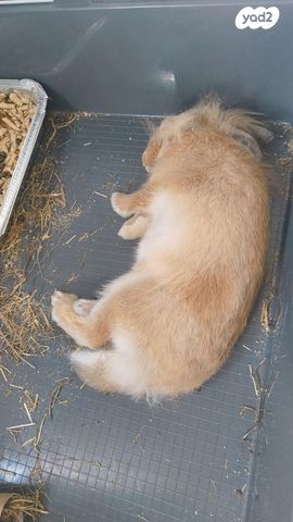 מכרסם ארנב ראש אריה