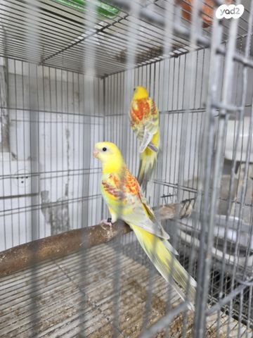 תוכי פרקיטים אוסטרלים