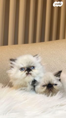 חתול הימלאיה