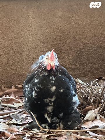 חיית משק פקין