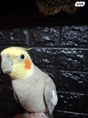 תוכי קוקוטייל